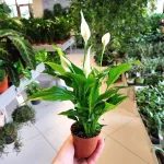Skrzydłokwiat (Spathiphyllum 'Pearl Cupido) 25cm