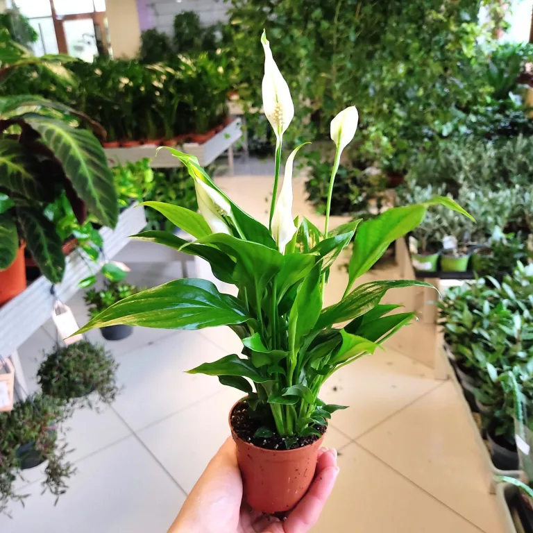 Skrzydłokwiat (Spathiphyllum 'Pearl Cupido) 25cm