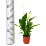 Skrzydłokwiat (Spathiphyllum 'Pearl Cupido) 25cm