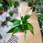 Skrzydłokwiat (Spathiphyllum 'Pearl Cupido) 25cm