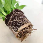 Skrzydłokwiat (Spathiphyllum 'Pearl Cupido) 25cm