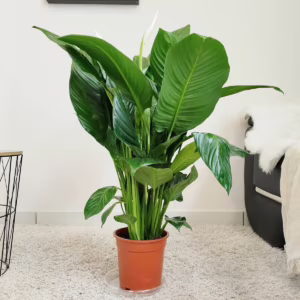 Skrzydłokwiat (Spathiphyllum 'Sweet Isabella') 90cm