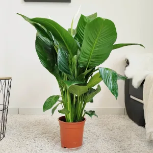Skrzydłokwiat (Spathiphyllum 'Sweet Isabella') 90cm