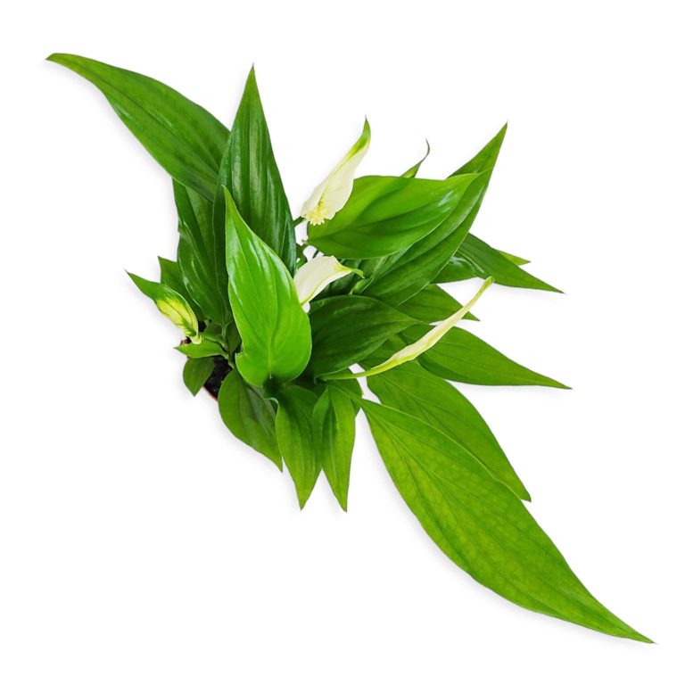 Skrzydłokwiat (Spatyphillum 'Pearl Cupido') 30cm