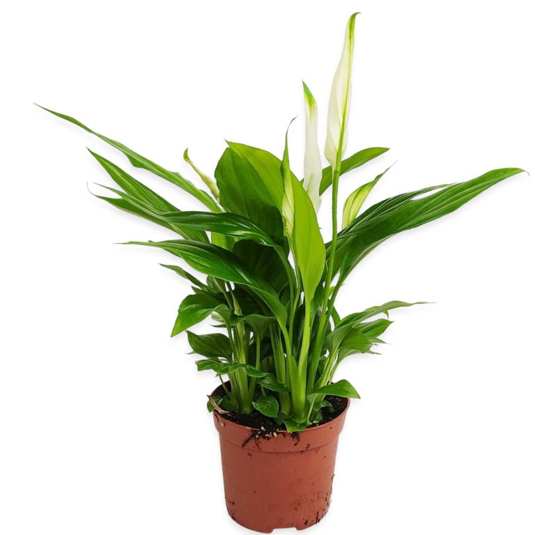 Skrzydłokwiat (Spatyphillum 'Pearl Cupido') 30cm