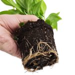 Skrzydłokwiat (Spatyphillum 'Pearl Cupido') 30cm