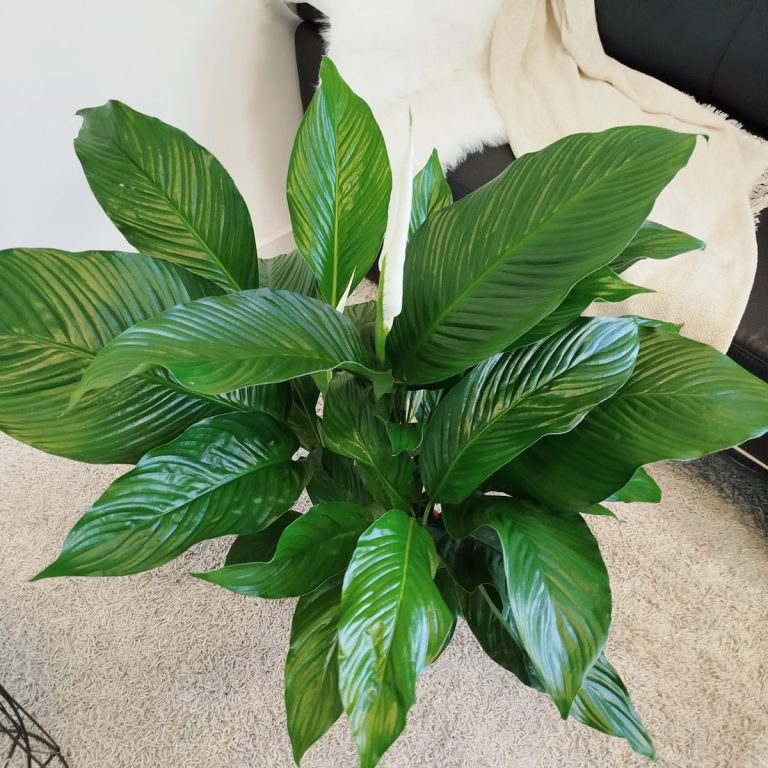 Skrzydłokwiat (Spatyphillum 'Sweet Lauretta') 90cm