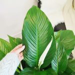 Skrzydłokwiat (Spatyphillum 'Sweet Lauretta') 90cm