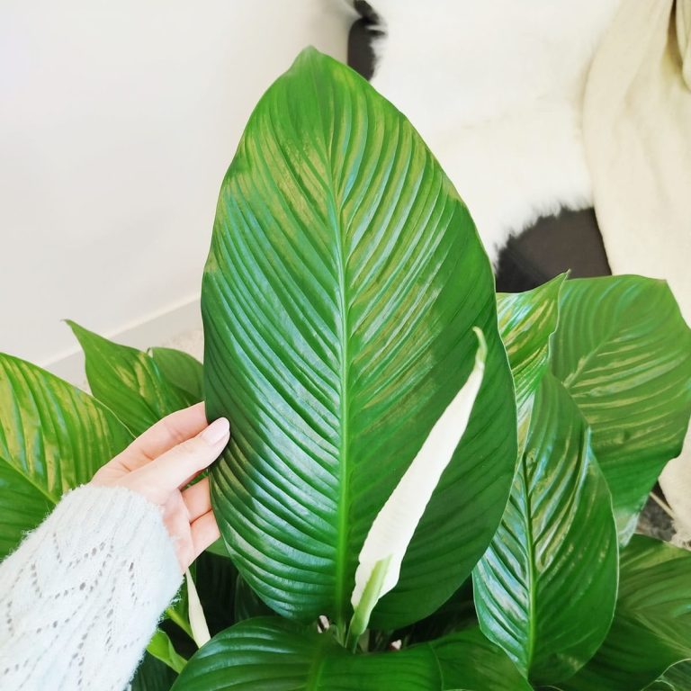 Skrzydłokwiat (Spatyphillum 'Sweet Lauretta') 90cm