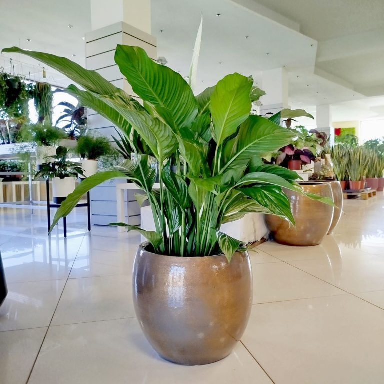 Skrzydłokwiat (Spatyphillum 'Sweet Lauretta') 90cm