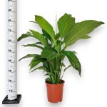 Skrzydłokwiat (Spatyphillum 'Sweet Lauretta') 90cm