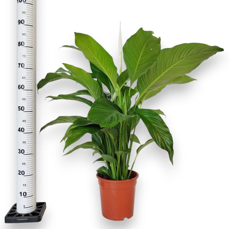 Skrzydłokwiat (Spatyphillum 'Sweet Lauretta') 90cm