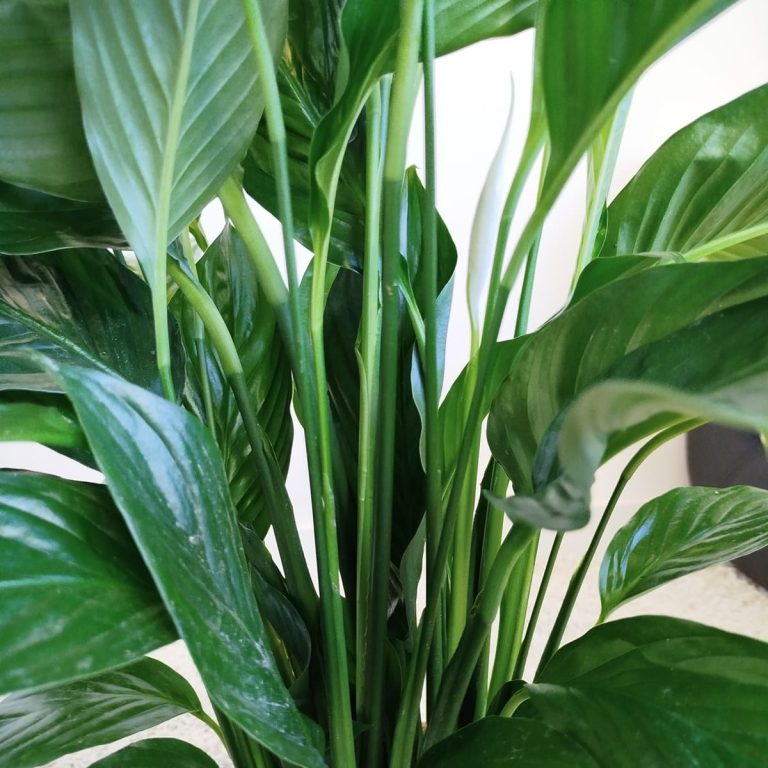 Skrzydłokwiat (Spatyphillum 'Sweet Lauretta') 90cm