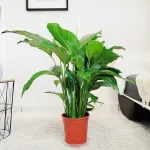 Skrzydłokwiat (Spatyphillum 'Sweet Lauretta') 90cm