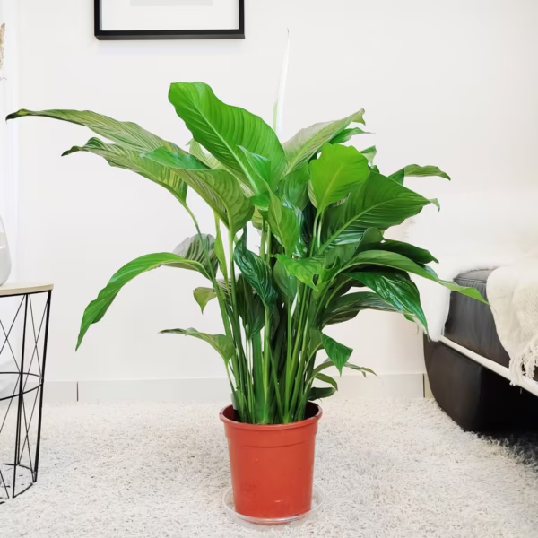 Skrzydłokwiat (Spatyphillum 'Sweet Lauretta') 85cm