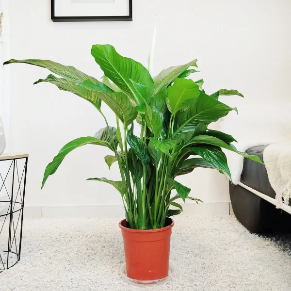 Skrzydłokwiat (Spatyphillum 'Sweet Lauretta') 85cm