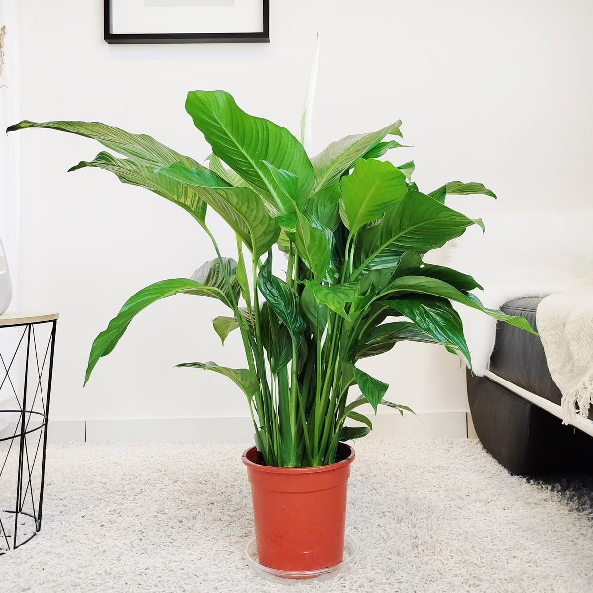 Skrzydłokwiat (Spatyphillum 'Sweet Lauretta') 80-95cm