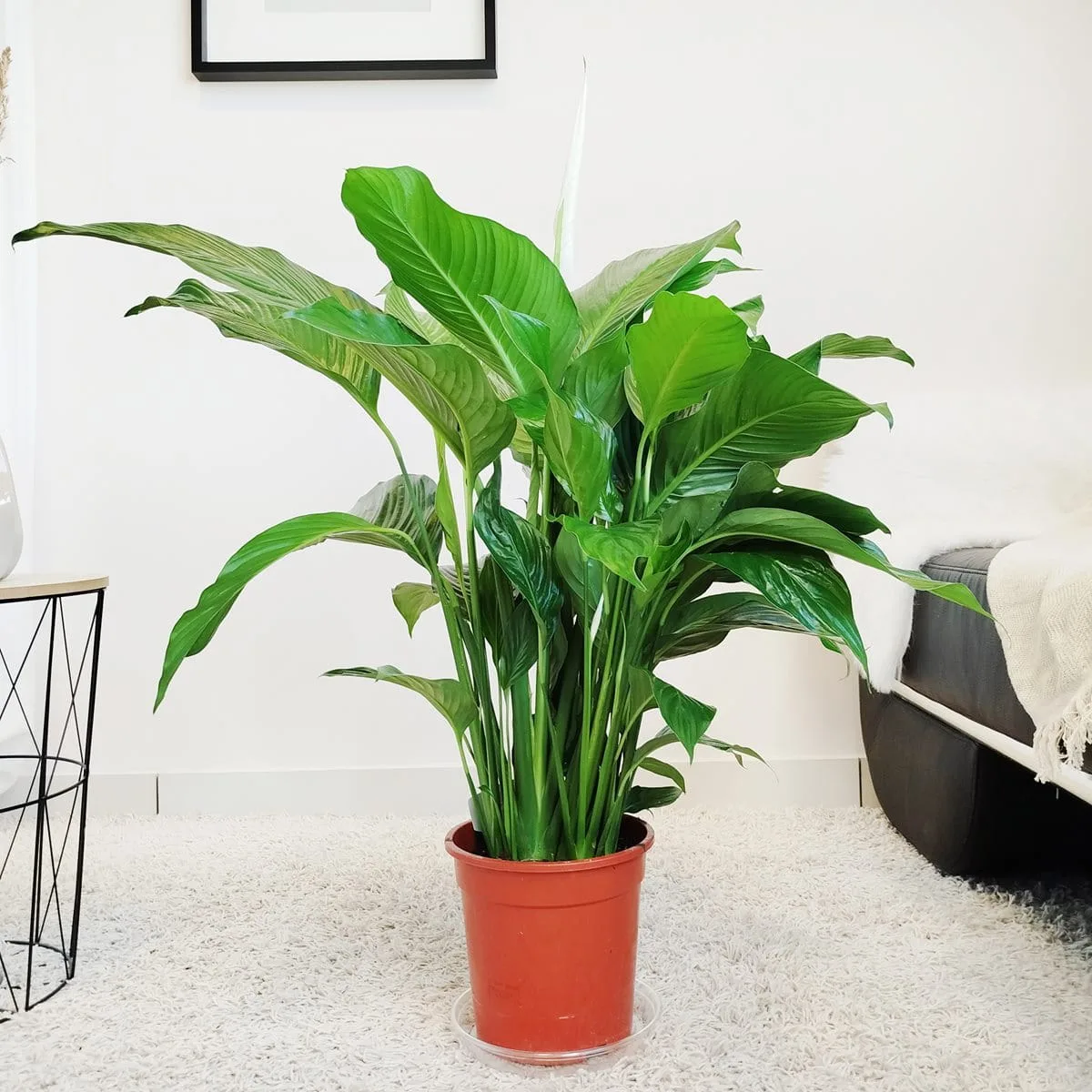 Skrzydłokwiat (Spatyphillum 'Sweet Lauretta') 85cm