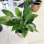 Skrzydłokwiat (Spatyphillum 'Sweet Lauretta') 90cm