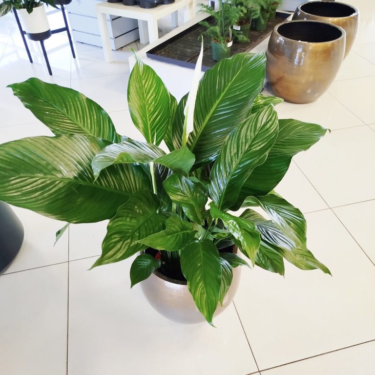 Skrzydłokwiat (Spatyphillum 'Sweet Lauretta') 90cm