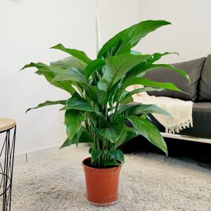 Skrzydłokwiat (Spatyphillum 'Sweet Lauretta') 90cm