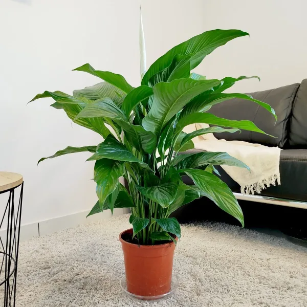 Skrzydłokwiat (Spatyphillum 'Sweet Lauretta') 85cm