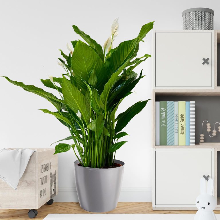 Skrzydłokwiat (Spathiphyllum 'Sweet Sebastiano') 130cm