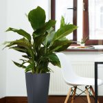 Skrzydłokwiat (Spathiphyllum 'Sweet Sebastiano') 130cm