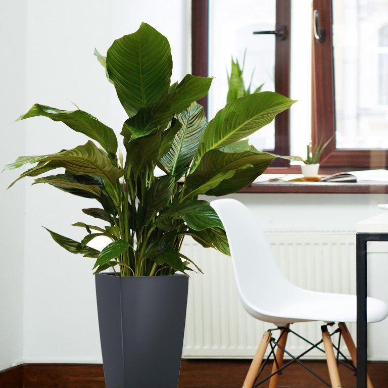 Skrzydłokwiat (Spathiphyllum 'Sweet Sebastiano') 130cm