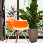 Skrzydłokwiat (Spathiphyllum 'Sweet Sebastiano') 130cm