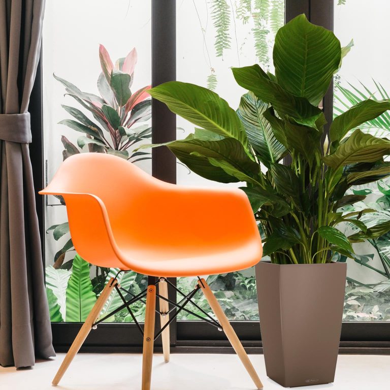 Skrzydłokwiat (Spathiphyllum 'Sweet Sebastiano') 130cm