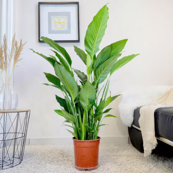 Skrzydłokwiat (Spatyphillum 'Sweet Sebastiano') 120cm