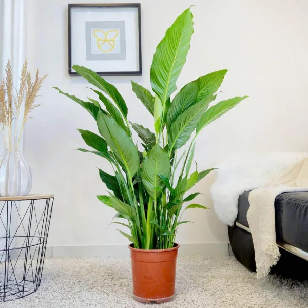 Skrzydłokwiat (Spatyphillum 'Sweet Sebastiano') 120cm