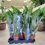 Skrzydłokwiat (Spathiphyllum 'Sweet Chico') 60cm