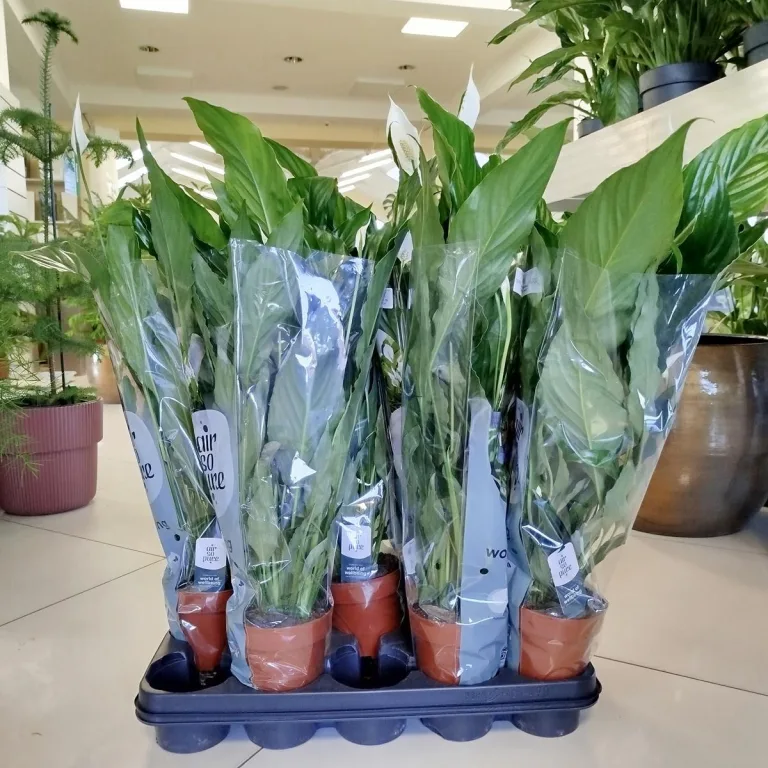 Skrzydłokwiat (Spathiphyllum 'Sweet Chico') 60cm