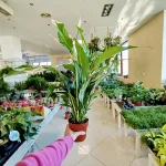 Skrzydłokwiat (Spathiphyllum 'Sweet Chico') 60cm