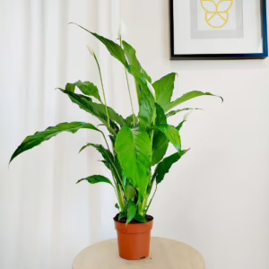 Skrzydłokwiat (Spathiphyllum 'Sweet Chico') 60cm