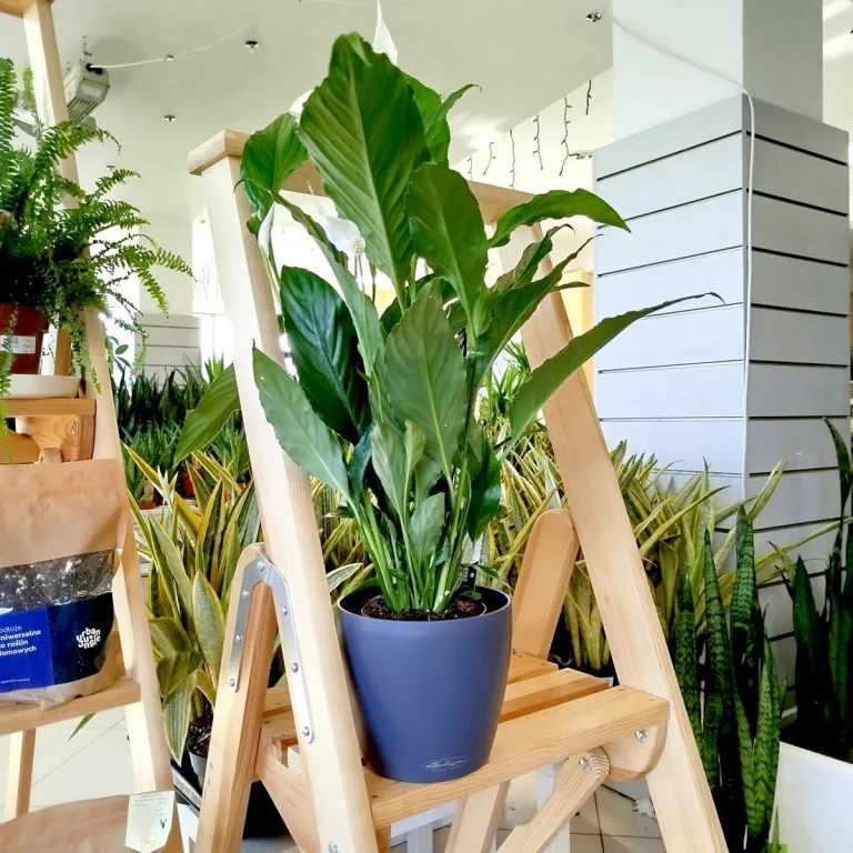 Skrzydłokwiat (Spathiphyllum 'Sweet Chico') 60cm