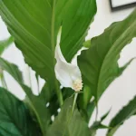 Skrzydłokwiat (Spathiphyllum 'Sweet Chico') 60cm