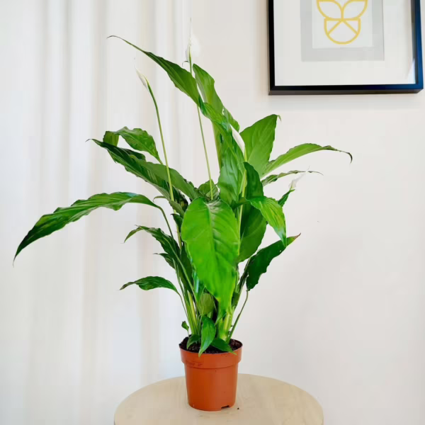 Skrzydłokwiat (Spathiphyllum 'Sweet Chico') 60cm
