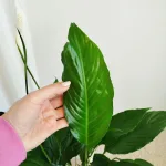 Skrzydłokwiat (Spathiphyllum 'Sweet Chico') 60cm