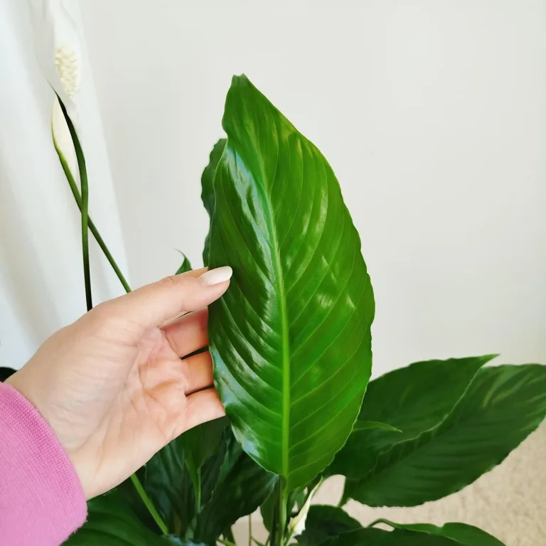 Skrzydłokwiat (Spathiphyllum 'Sweet Chico') 60cm