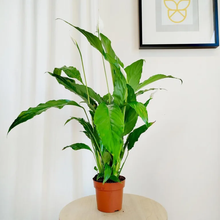 Skrzydłokwiat (Spathiphyllum 'Sweet Chico') 60cm