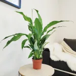 Skrzydłokwiat (Spathiphyllum 'Sweet Chico') 60cm