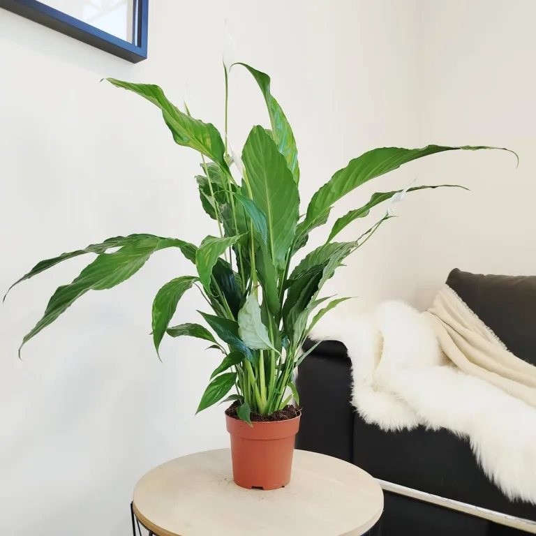 Skrzydłokwiat (Spathiphyllum 'Sweet Chico') 60cm