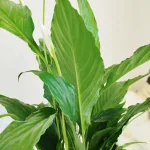 Skrzydłokwiat (Spathiphyllum 'Sweet Chico') 60cm