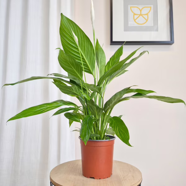 Skrzydłokwiat (Spathiphyllum 'Bingo Cupido') 60cm