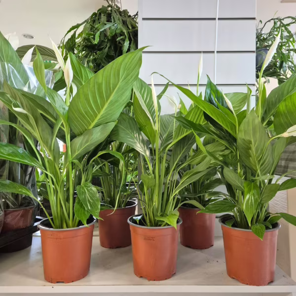 Skrzydłokwiat (Spathiphyllum 'Bingo Cupido') 60-70cm