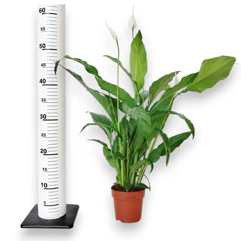 Skrzydłokwiat (Spathiphyllum 'Sweet Chico') 60cm