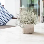 Srebrzyk, Mrozek Kalocefalus (Calocephalus) 20cm